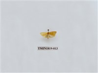 藏品(水稻害蟲)的圖片